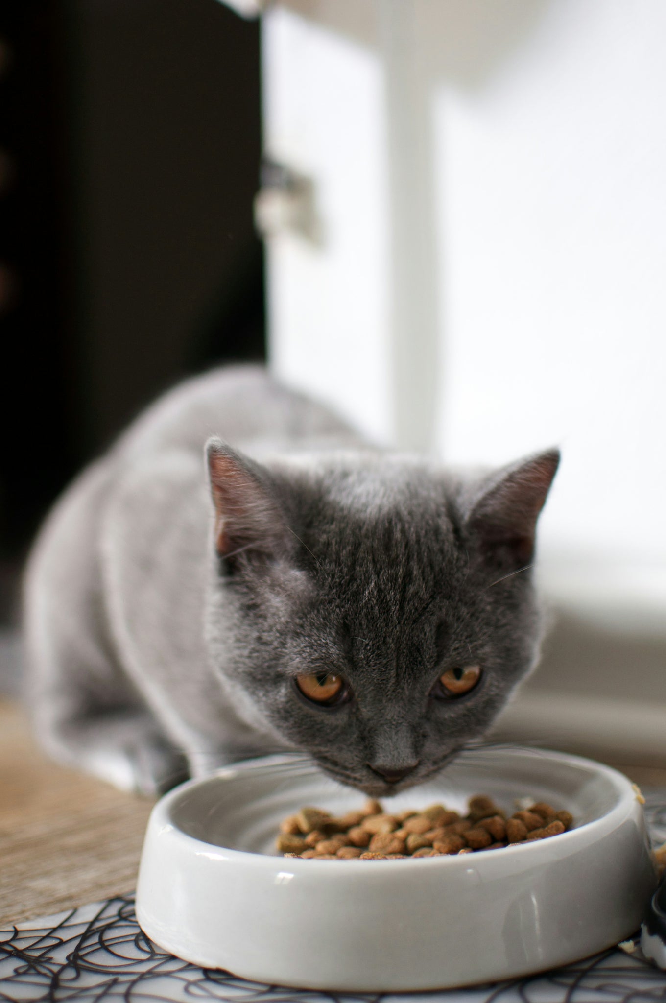 Pourquoi l’alimentation de votre chat est essentielle pour son bien-être